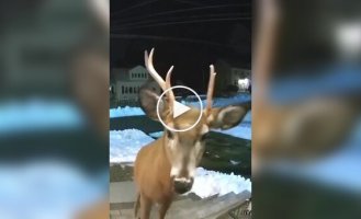 A woman asked a deer to stop eating her New Year's decorations