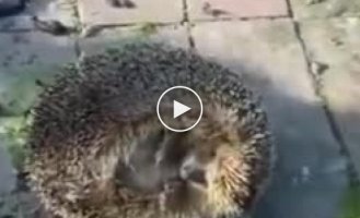 Hedgehog overestimated his abilities by eating spoiled fruit