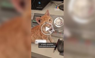 Бездомный кот получил должность в мексиканской компании