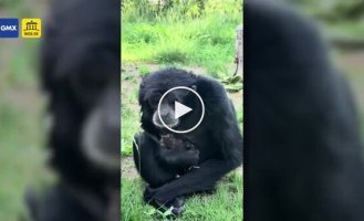 Обезьяна несколько минут охраняла заблудившегося птенца