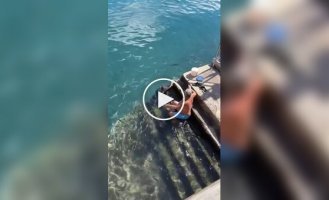 A man feeds a stingray