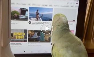 The parrot found a cool video on the web