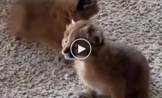 What sounds do baby caracals make?
