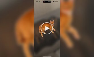 You can now collect cats like Pokémon