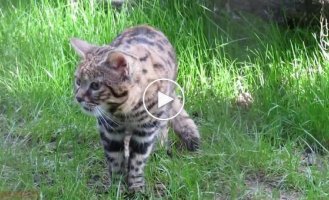 How the menacing black-footed cat meows