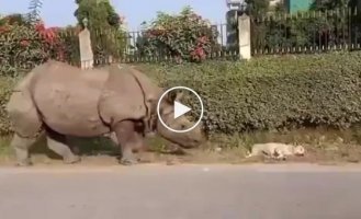 A curious rhinoceros scared a sleeping dog