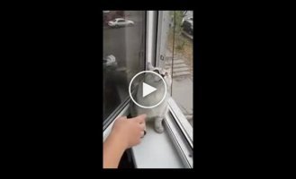 Кот сломался