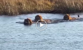 Всегда найдется крупная рыба