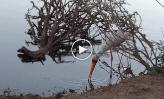 Brutal crocodile attack on stork