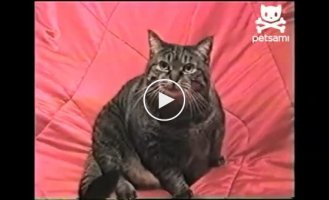 Очередной безумный кот