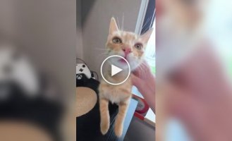 Коты не дают покоя