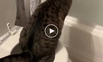 Кот который умеет ходить в туалет как человек