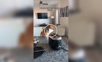 У рыжих котов все стабильно