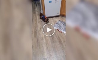 Как увлечь свою неугомонную собаку