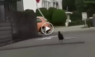 Cheerful and dancing crow