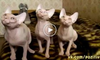 Синхронность у котов
