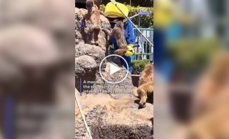 In Japan, Americans were fined for trespassing on Punch the monkey's enclosure