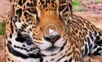 Incredibly beautiful and kind jaguar