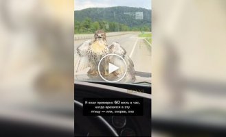 Неожиданная встреча на дороге: ястреб врезался в автомобиль