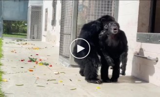 Monkey sees the sky for the first time in 28 years