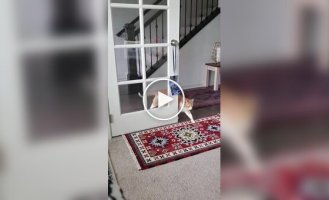 У кошки постоянная проблема с дверью
