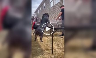 Подборка собачьих неудач