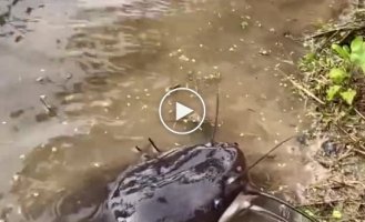 Almost tame catfish