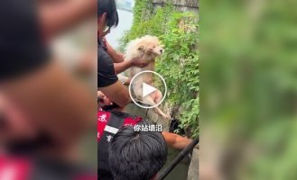 Rowing team rescues a dog