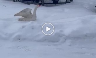 Вот это любовь. Гусь искренне радуется при встрече с женщиной