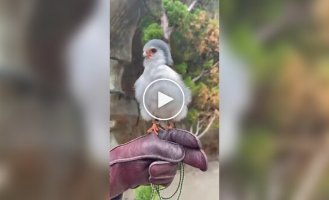 African pygmy falcon