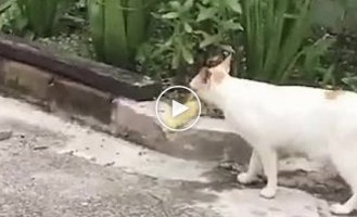 Настойчивый кот пытается пронести еду на свою территорию