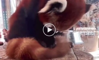 Why do red pandas have such a big and fluffy tail?