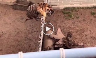 Тигр перепрыгнул через ограждение зоопарка, чтобы напасть на гиену