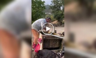 Обычный день фермера в деревне