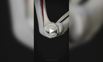 Як працює коліно людини
