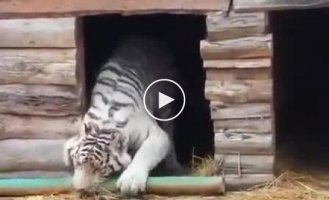 Жизненная проблема взрослого состоявшегося тигра