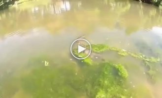 The python decided to grab the catfish. Battle of waterfowl giants