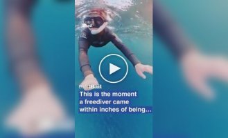 Кит чуть не проглотил женщину в Норвегии