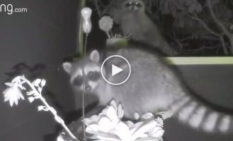 Raccoons have gotten into the habit of visiting to destroy plants.