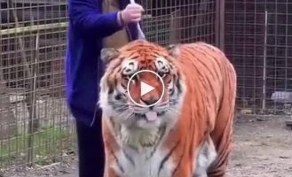 Combing the tiger
