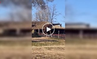 Страус и жираф устроили странное «разборки»