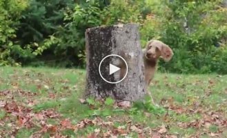 A baby squirrel circles a tree stump above a dog