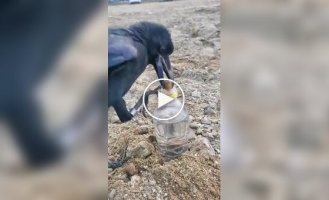 Ворон использует камни, чтобы добраться до воды в бутылке