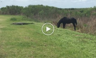 Лошадь напала на аллигатора