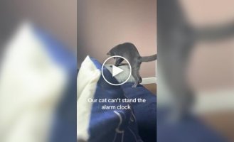 Кот отключает будильник хозяйки