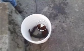 Норка Рыболов