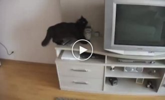 Миссия не выполнима для кота