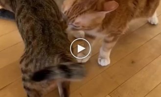 Cats staged a massive licking