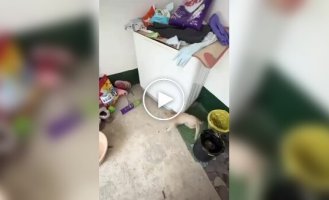 Когда инстинкты берут свое: коты против мышей
