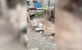 Коробка для рыси